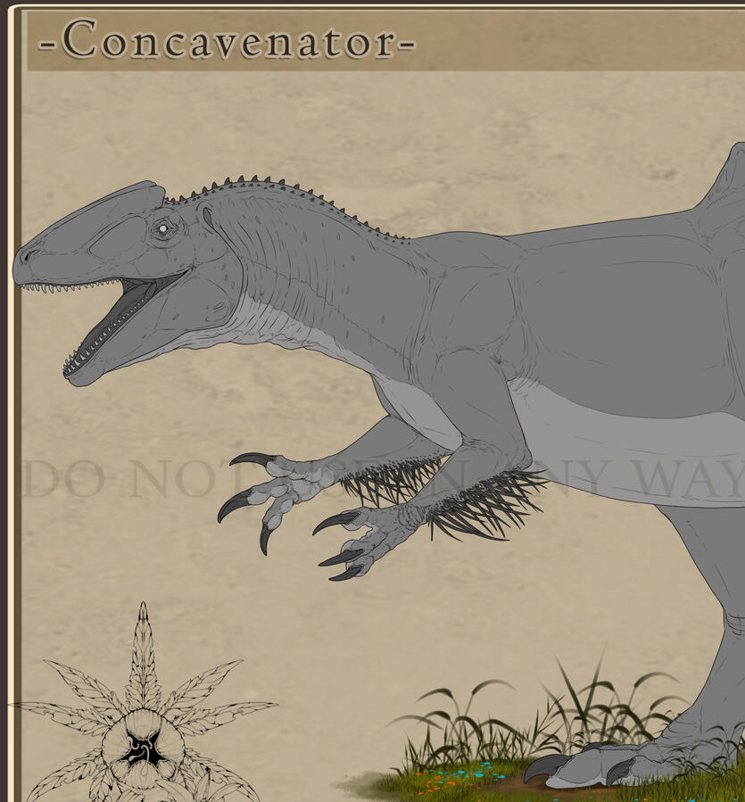 - Concavenator -