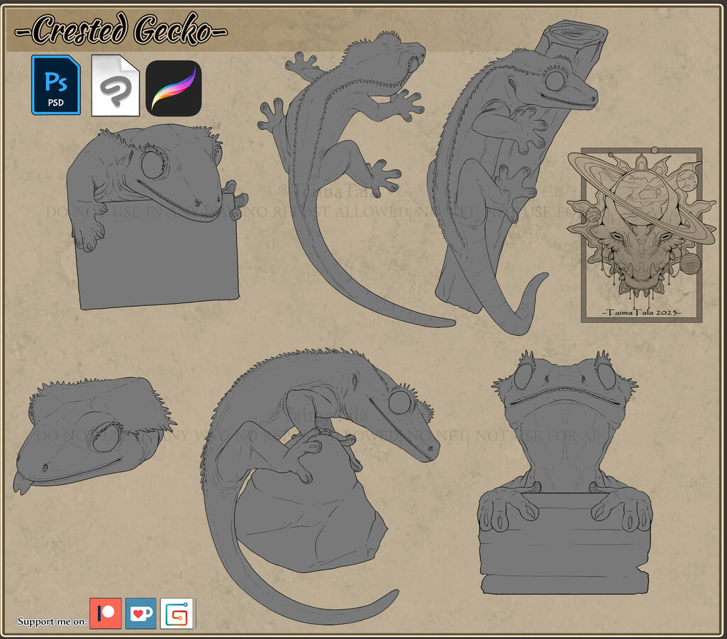 Crested Gecko